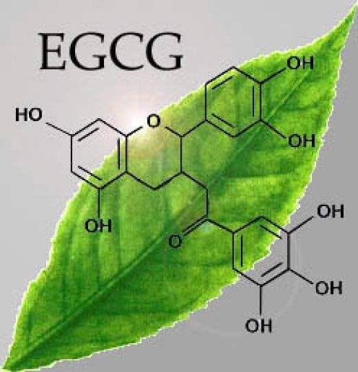 EGCG減重法，你從沒(méi)見(jiàn)過(guò)的減肥方法！